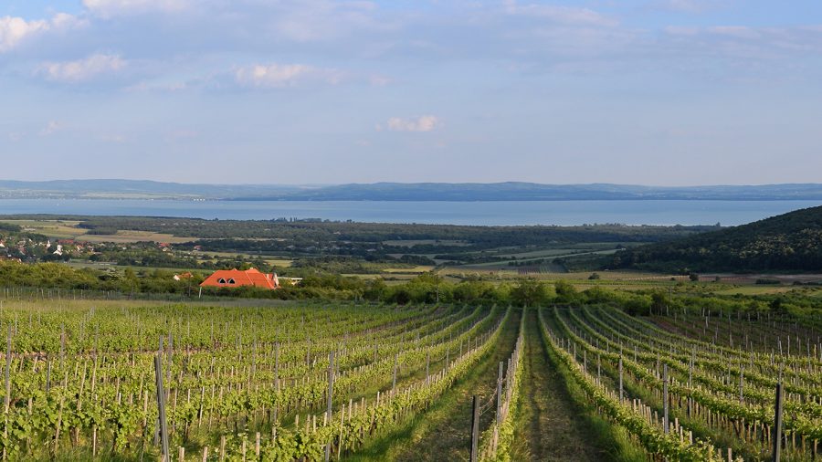 Die Weinfestivals fangen in der West-Balaton Region an